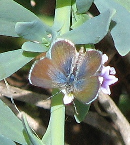 Pygmy Blue Butterfly