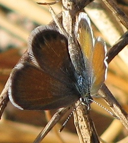 Pygmy Blue Butterfly