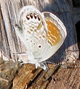 Pygmy Blue Butterfly