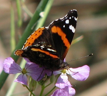 Red Admiral