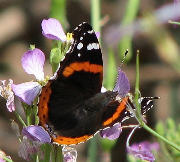 Red Admiral