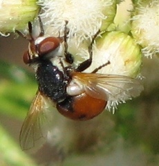 Tachinid Fly