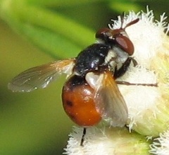Tachinid Fly
