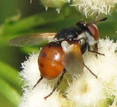 Tachinid Fly