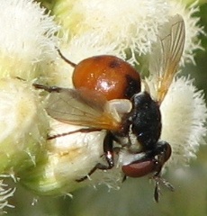 Tachinid Fly