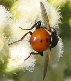 Tachinid Fly