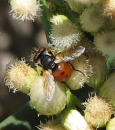 Tachinid Fly