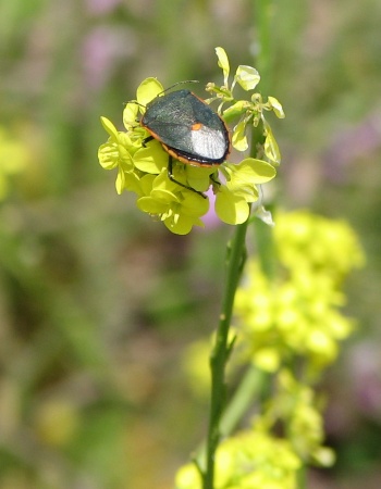 Conchuela