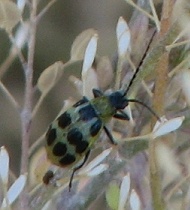 Spotted Cucumber Beetle