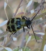 Spotted Cucumber Beetle