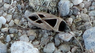 Seed Bug