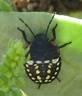 Southern Green Stink Bug Nymph