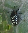 Southern Green Stink Bug Nymph