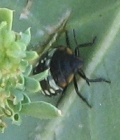 Southern Green Stink Bug Nymph