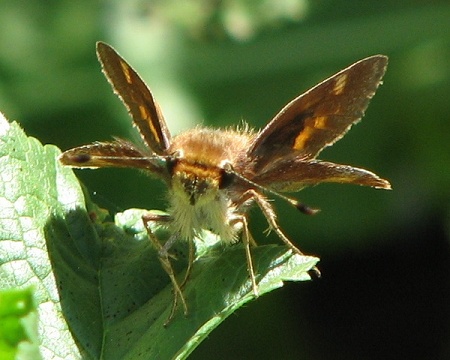 Grass Skipper