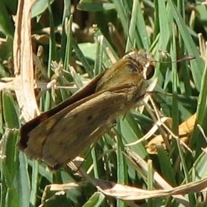 Grass Skipper