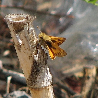 Grass Skipper