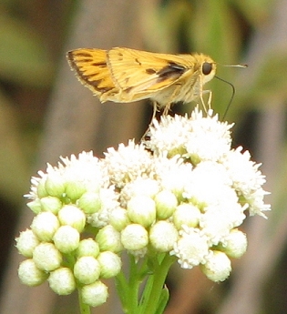 Grass Skipper