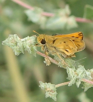 Grass Skipper