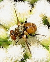 Tachinid Fly