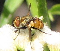 Tachinid Fly