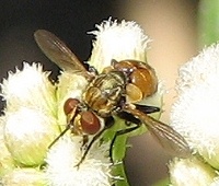 Tachinid Fly