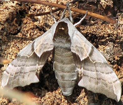 Sphinx Moth