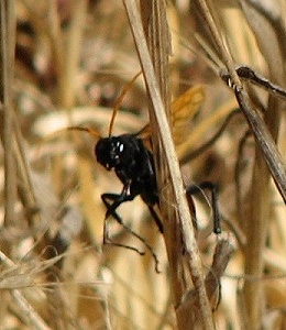 Spider Wasp