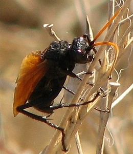 Spider Wasp