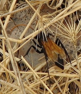 Spider Wasp