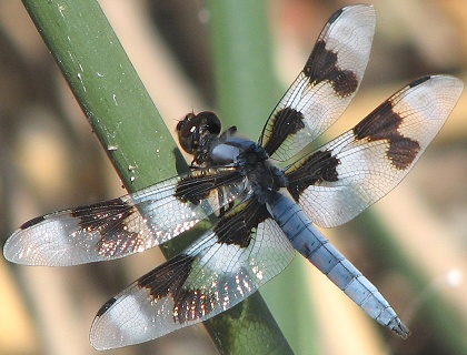 dragonfly