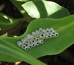 eggs