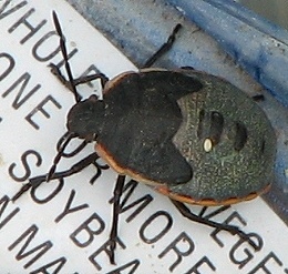 Chlorochroa