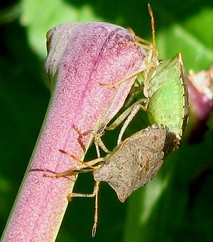 Stink Bug