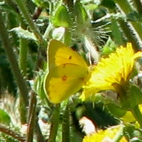 Orange Sulpher Butterfly