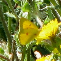 Orange Sulpher Butterfly