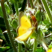 Orange Sulpher Butterfly