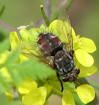 Tachinid Fly