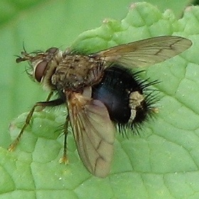 Tachinid Fly