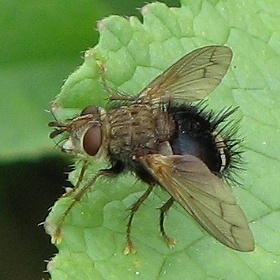 Tachinid Fly