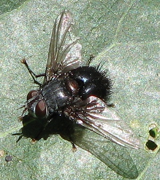 Tachinid Fly