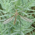 Crane Fly