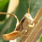 Grasshopper