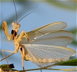 Mantis