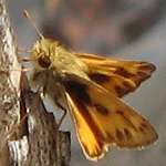 Skipper