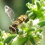 Syrphid Fly