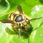 Wasp