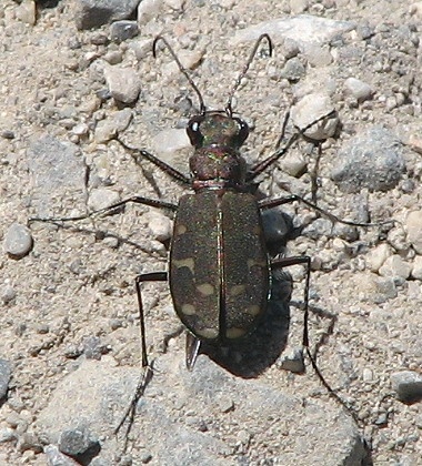 tiger beetle