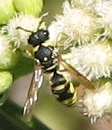 Wasp