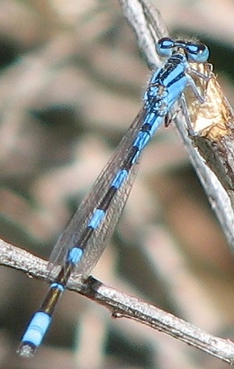 Damselfly